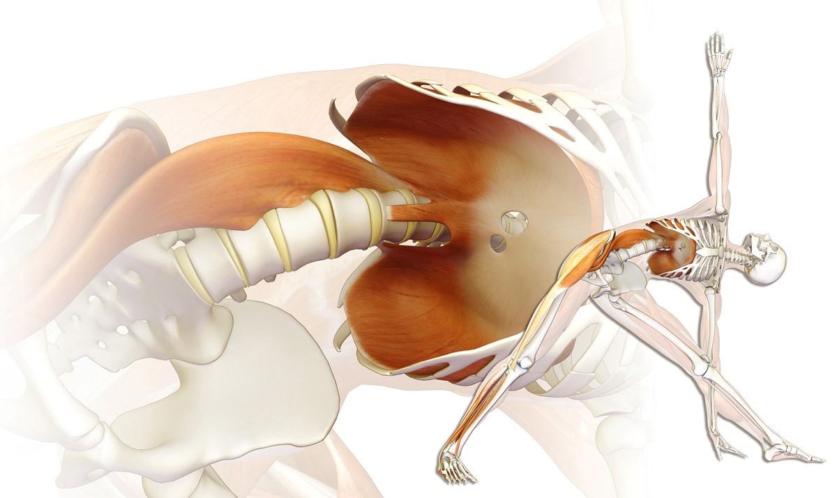 psoas